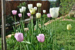 Printemps 2011